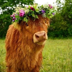 Meet your Posher, Allie